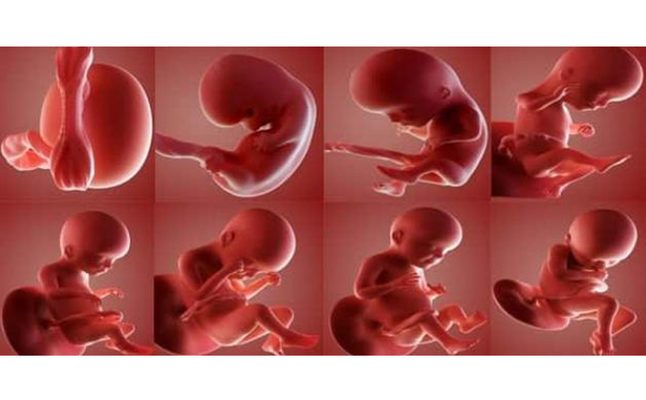 مراحل تكوين الجنين بالتفصيل بالصور